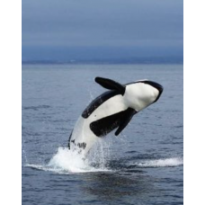 Avistament de balenes